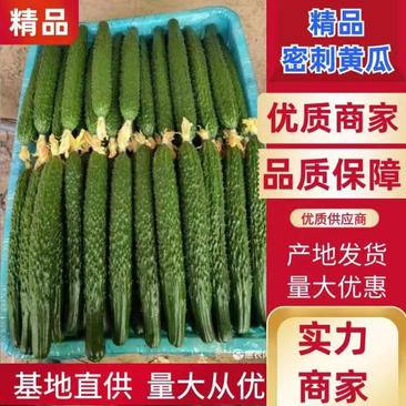 （热卖中）河南滑县优质黄瓜，货源充足品质上乘顶花带刺