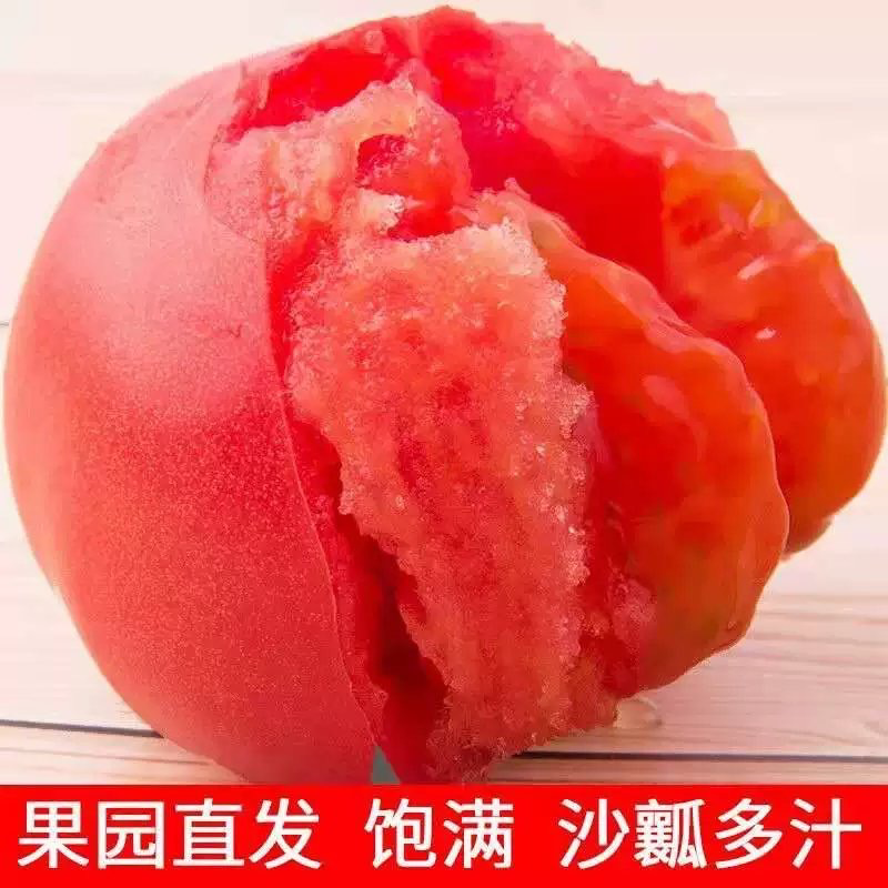 （热卖中）河南安阳西红柿果形好，耐运输对接全国欢迎采购