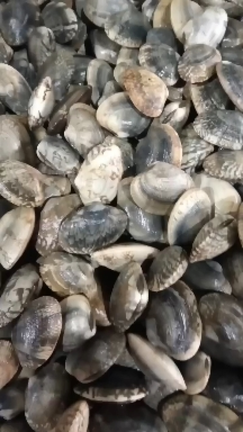 辽宁东港三禾水产精品花蛤