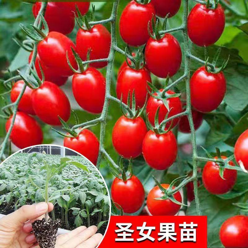 千禧圣女果苗贝贝小番茄苗直播苗嫁接苗免费技术指导包回收