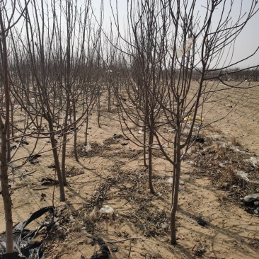 塞外红小苹果，俗称鸡心果，树苗基地直发，成活率好根系发达