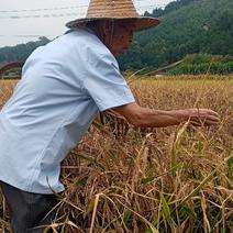 中国黑糯米之父吴帮琮育种开发产品富硒黑糯米。紫米。红米