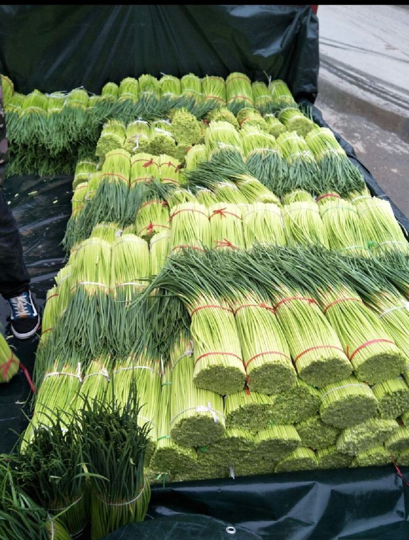 中牟红帽蒜薹