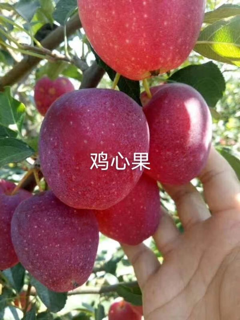 塞外红小苹果，俗称鸡心果，树苗基地直发，成活率好根系发达