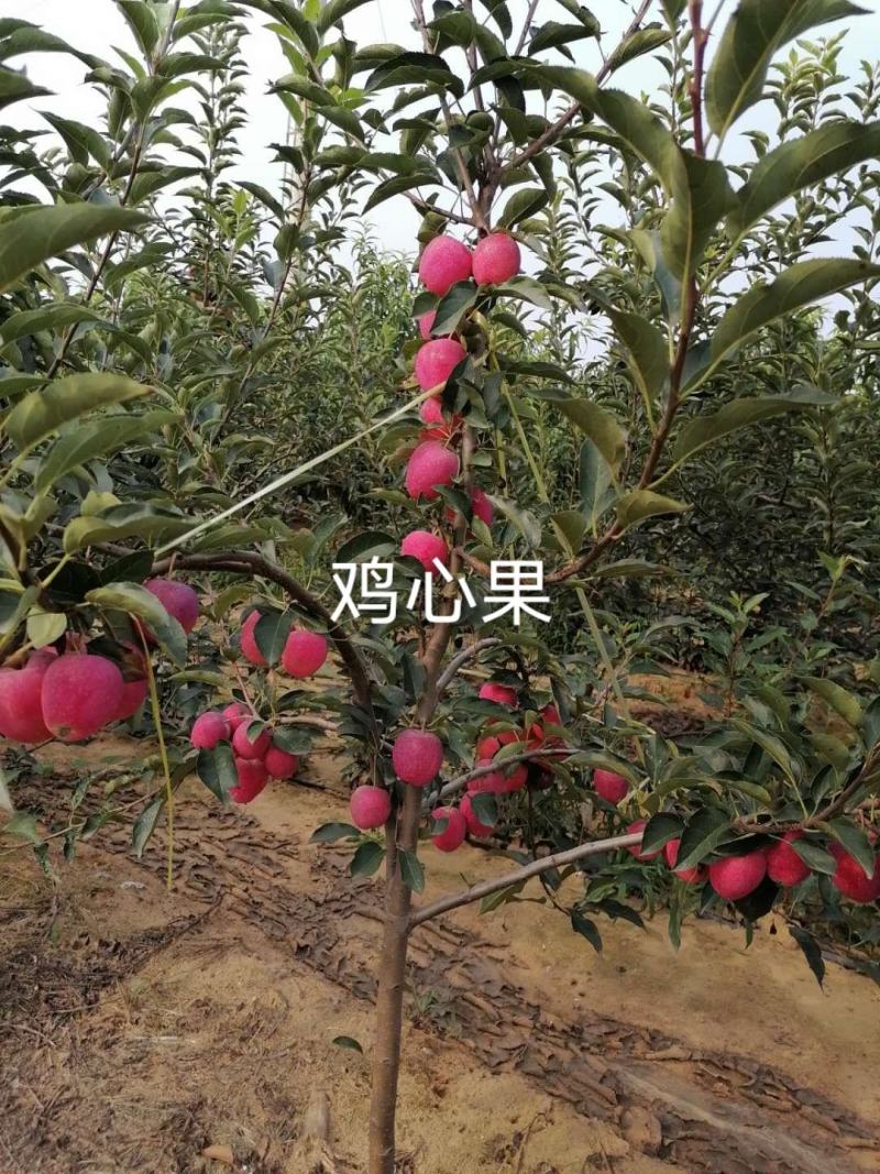 塞外红小苹果，俗称鸡心果，树苗基地直发，成活率好根系发达
