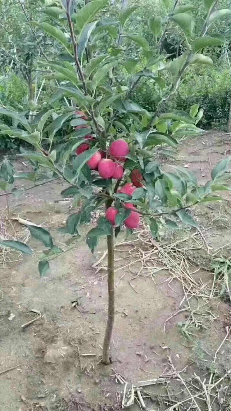 塞外红小苹果，俗称鸡心果，树苗基地直发，成活率好根系发达
