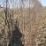 塞外红小苹果，俗称鸡心果，树苗基地直发，成活率好根系发达