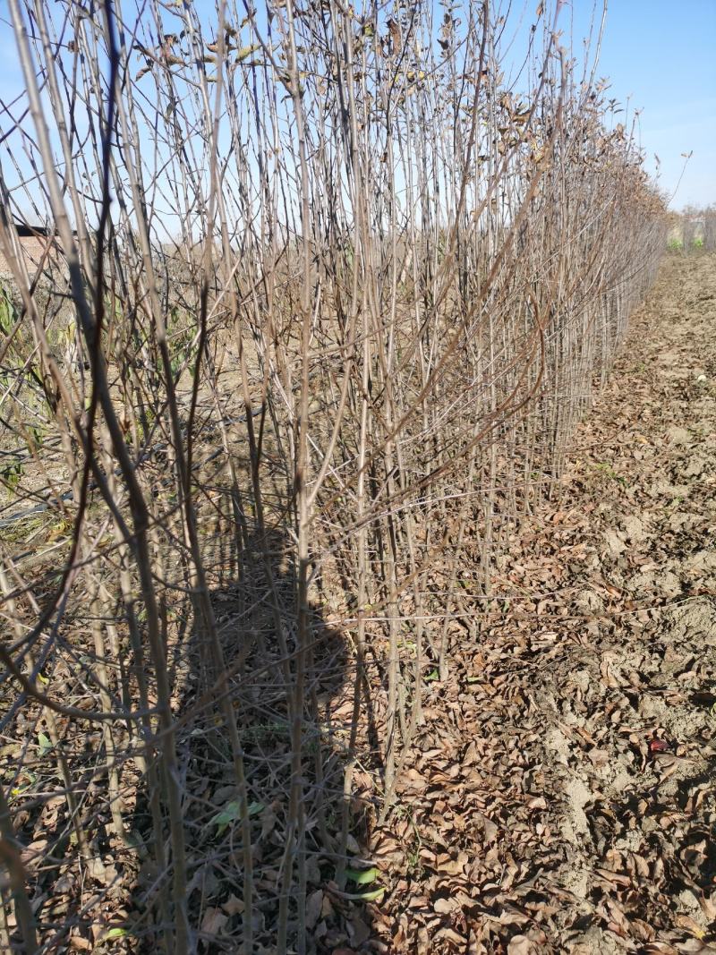 塞外红小苹果，俗称鸡心果，树苗基地直发，成活率好根系发达