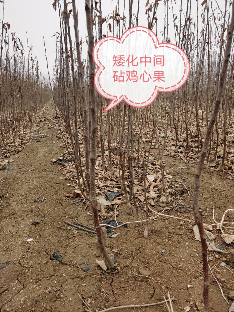 塞外红小苹果，俗称鸡心果，树苗基地直发，成活率好根系发达