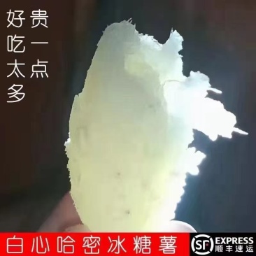 产地直发一手货源哈密脱毒薯苗，量大优惠欢迎大家来指导