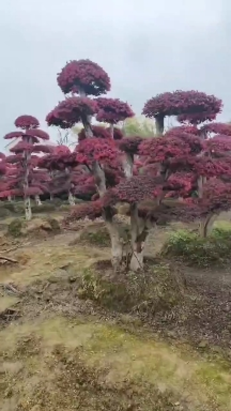 #造型红花继木#红花继木柱子#红花继木盆景#红继木树桩球