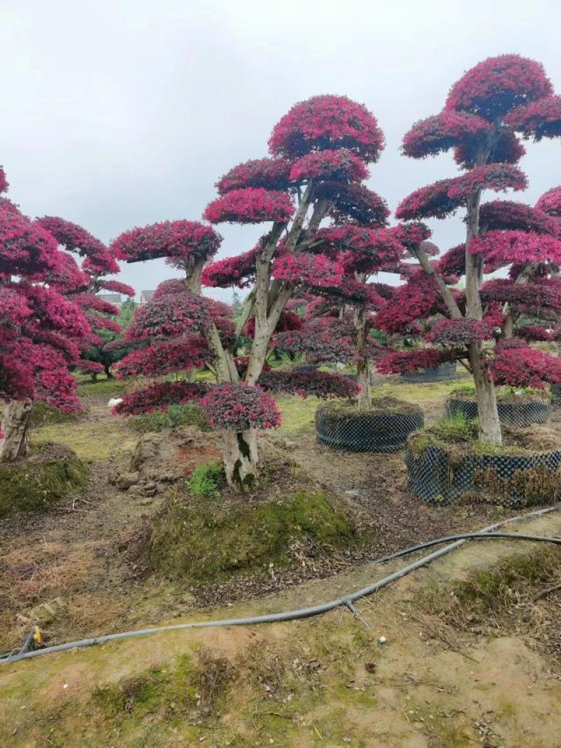 #造型红花继木#红花继木柱子#红花继木盆景#红继木树桩球