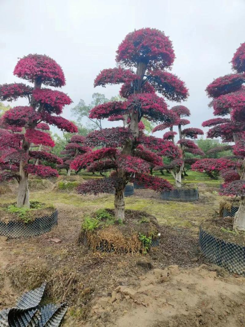 #造型红花继木#红花继木柱子#红花继木盆景#红继木树桩球