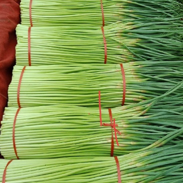 中牟红帽蒜薹