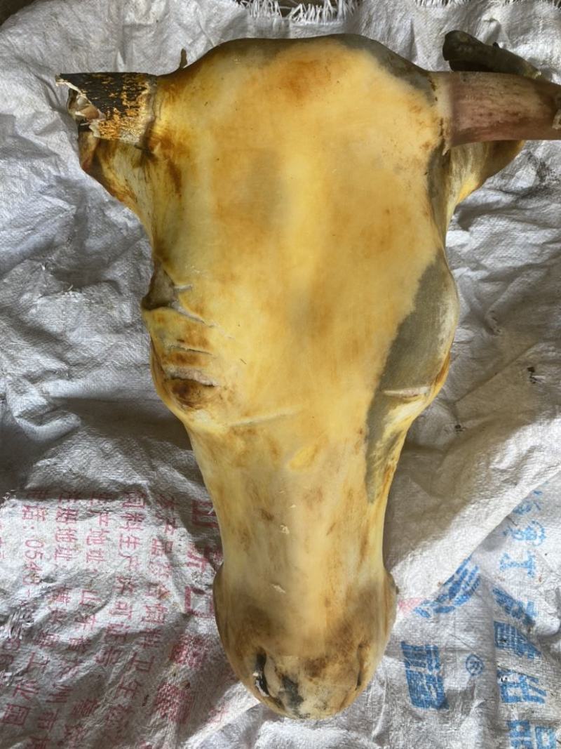 火烧母牛头大小可选【一手货源】价格实惠欢迎联系