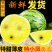现摘特小凤黄心西瓜新鲜黄肉甜西瓜应季发货快