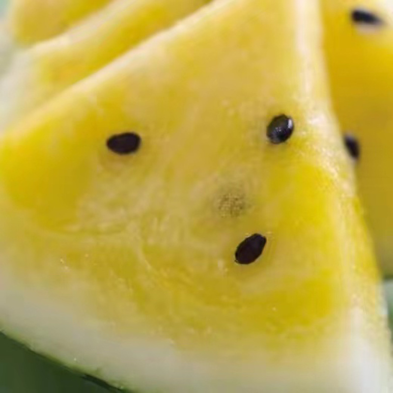 现摘特小凤黄心西瓜新鲜黄肉甜西瓜应季发货快