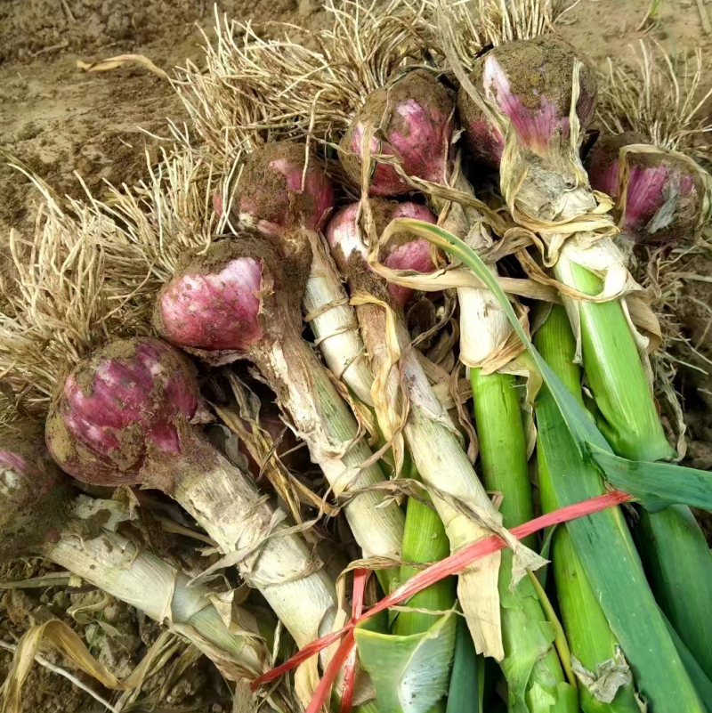 精品开封大蒜紫皮蒜产地大量上市供应，价格优惠欢迎合作