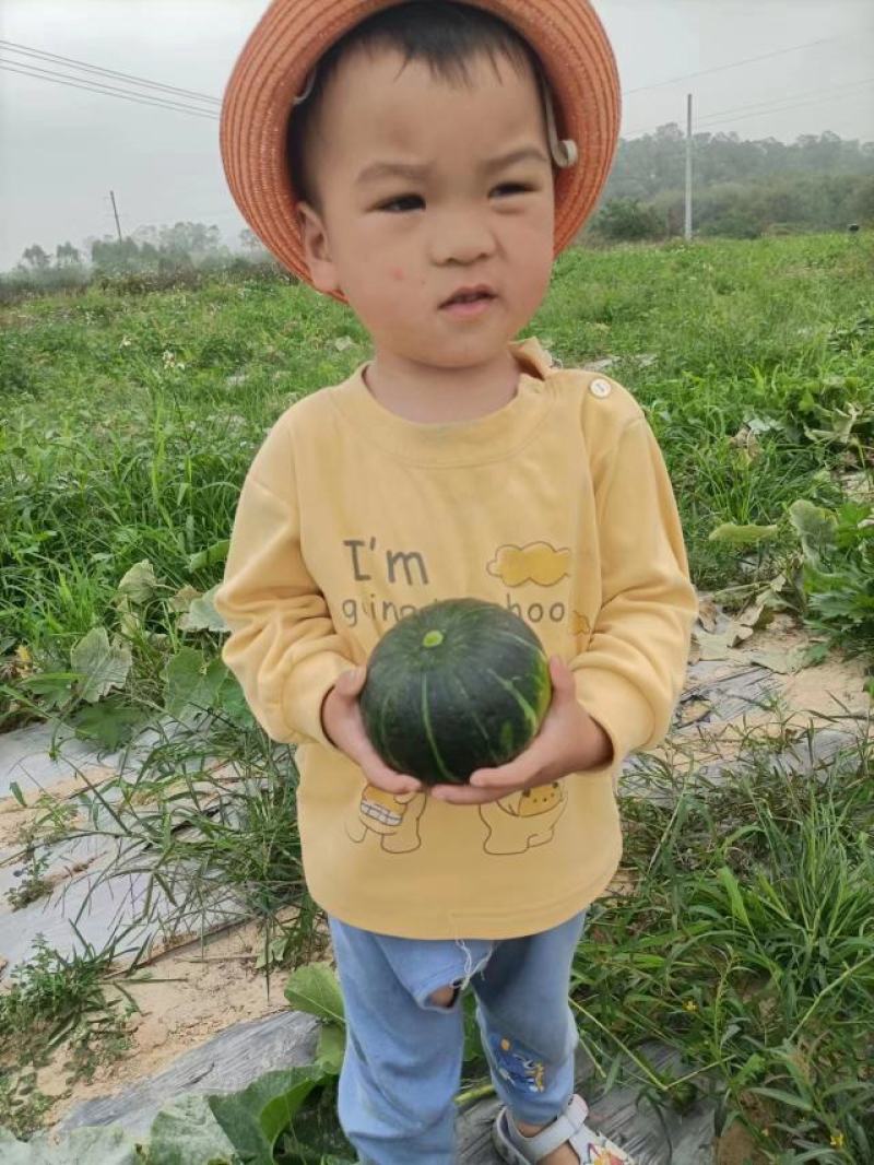 贝贝南瓜，国内品种