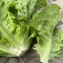 意大利生菜，基地直供，长期供应