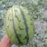 安徽西瓜，早春红玉西瓜砀山基地批发稳定货源甜度高