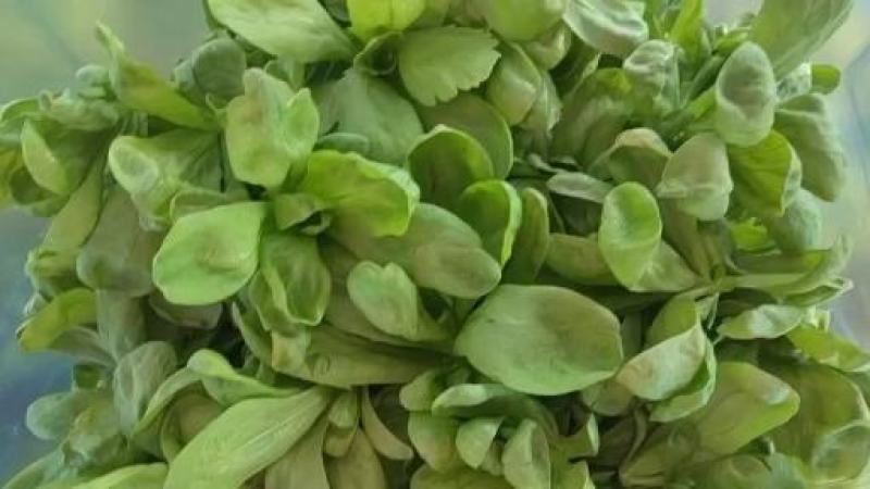 江苏大叶茼蒿菊花菜，专业种植，质量保证，价格优美