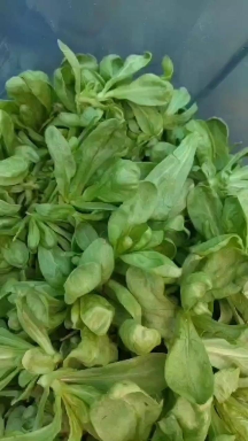 江苏大叶茼蒿菊花菜，专业种植，质量保证，价格优美