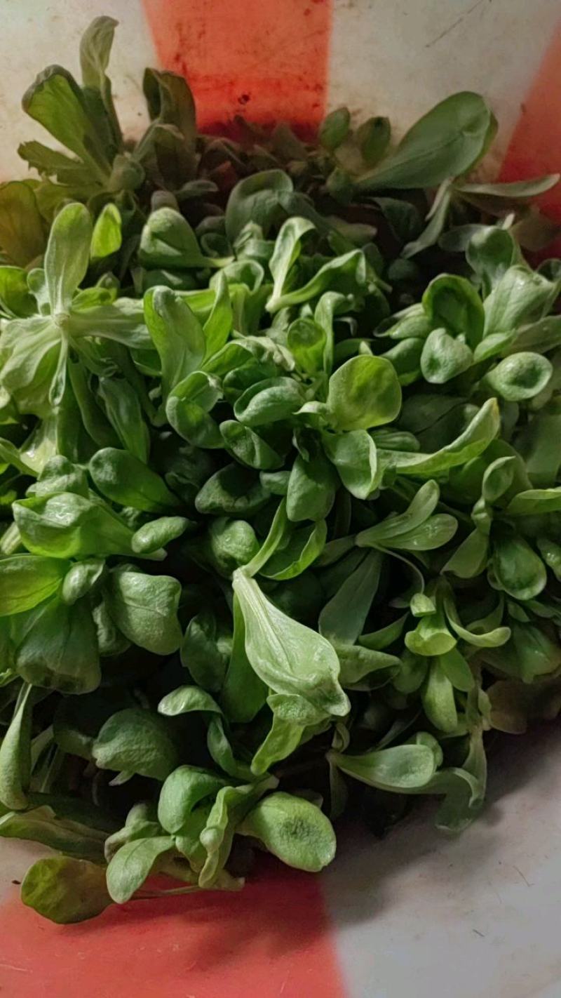 江苏大叶茼蒿菊花菜，专业种植，质量保证，价格优美
