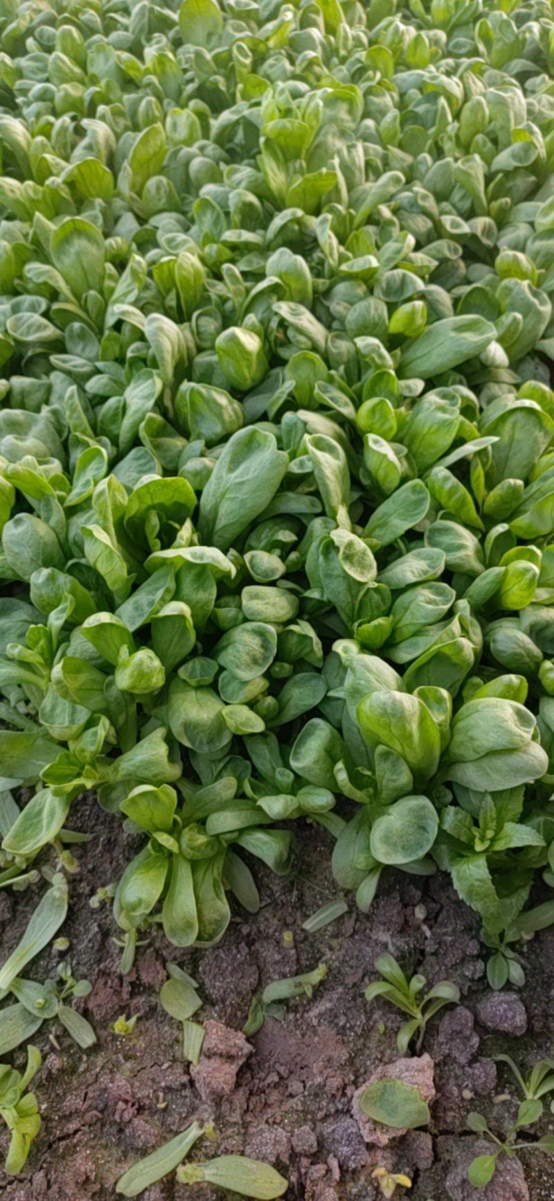 江苏大叶茼蒿菊花菜，专业种植，质量保证，价格优美