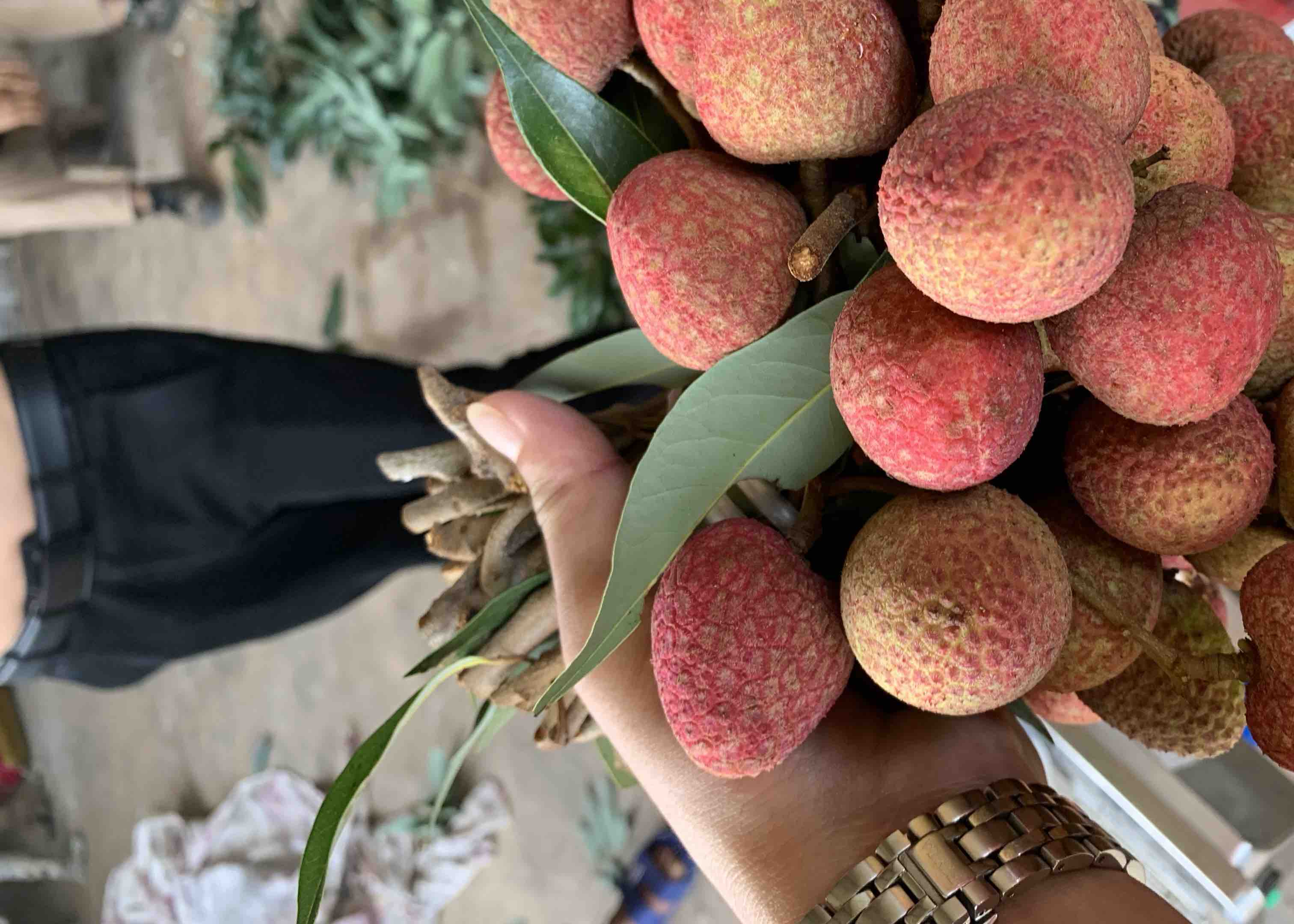 果农正在采摘新鲜荔枝,果实饱满、色泽鲜亮,展现出高州荔枝的优质品质 荔枝采摘现场