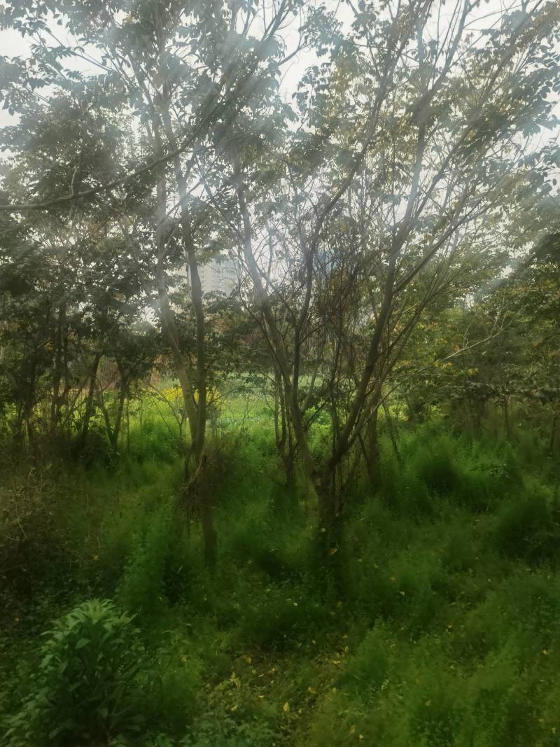 海南黄花梨树