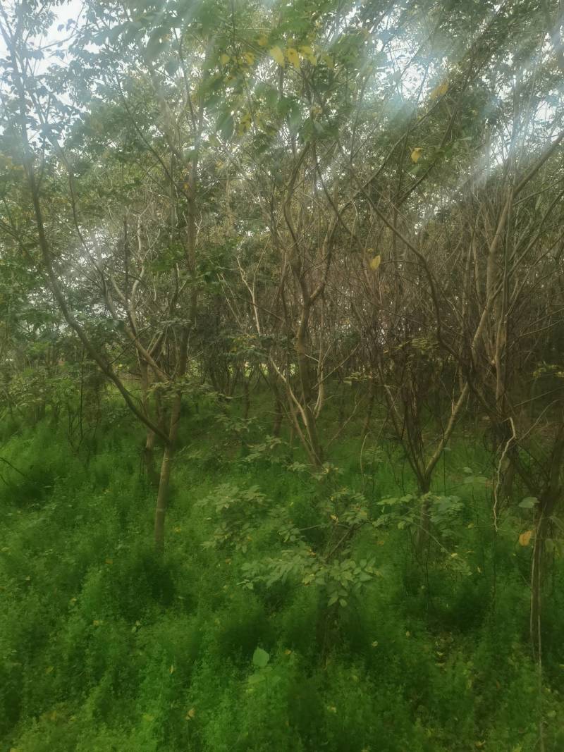 海南黄花梨树