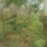 海南黄花梨树