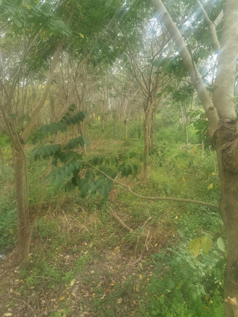 海南黄花梨树