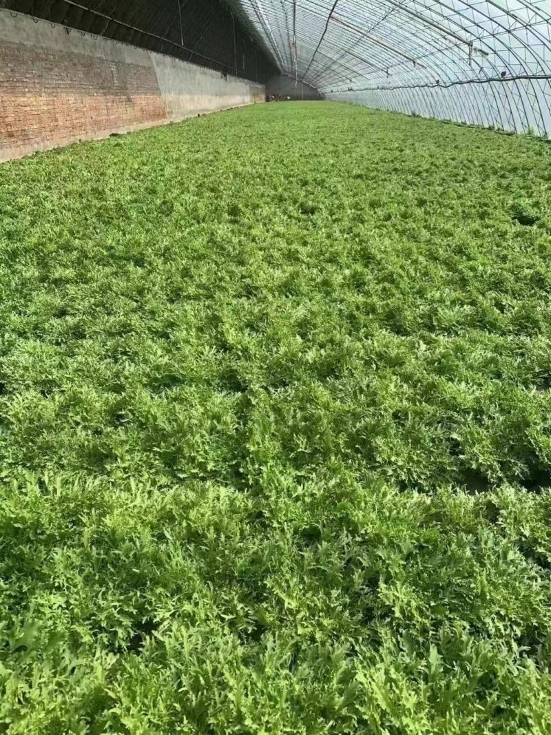 河北省邯郸市丛台区联帮蔬菜批发市场全年供应精品苦菊