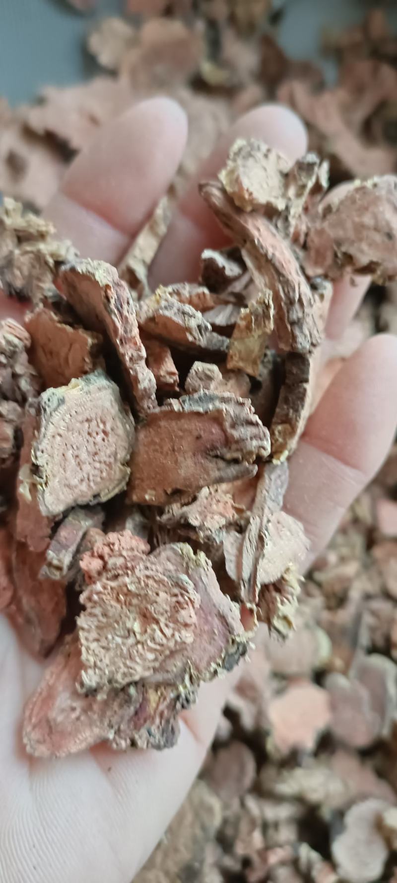 红景天，产地西藏，去皮大花切片，道地药材，大货供应
