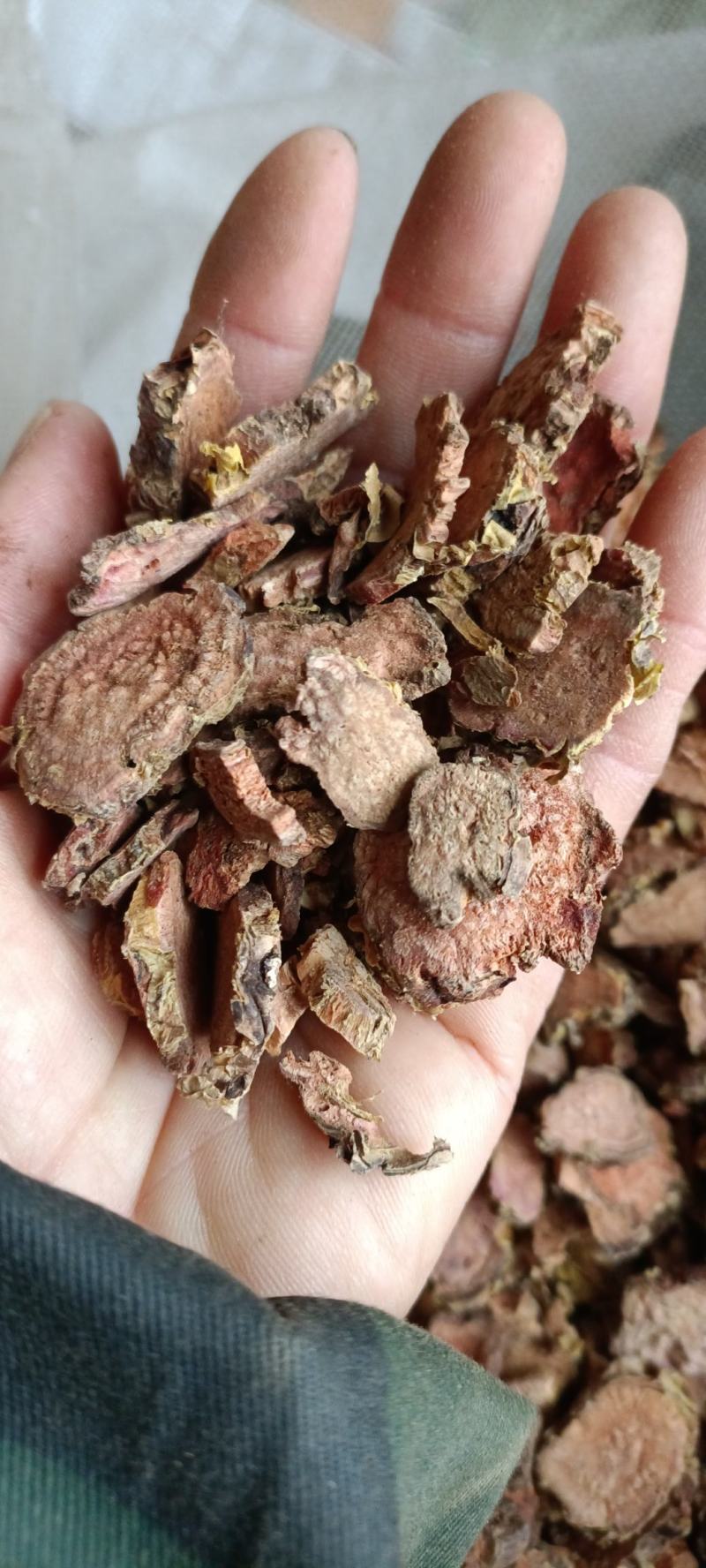 红景天，产地西藏，去皮大花切片，道地药材，大货供应