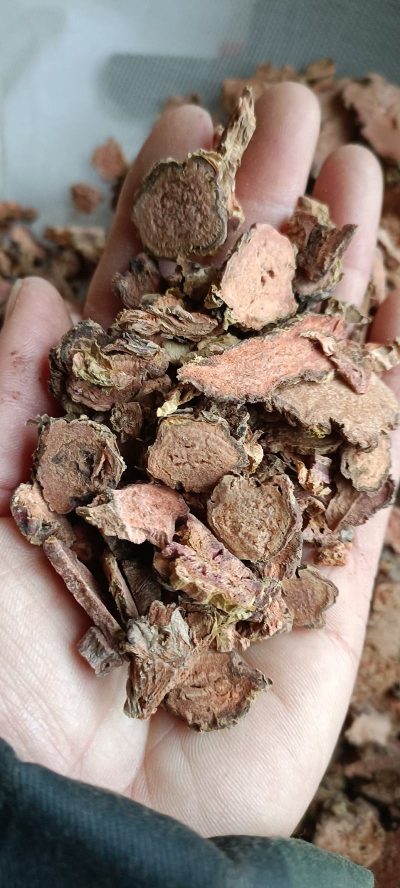 红景天，产地西藏，去皮大花切片，道地药材，大货供应