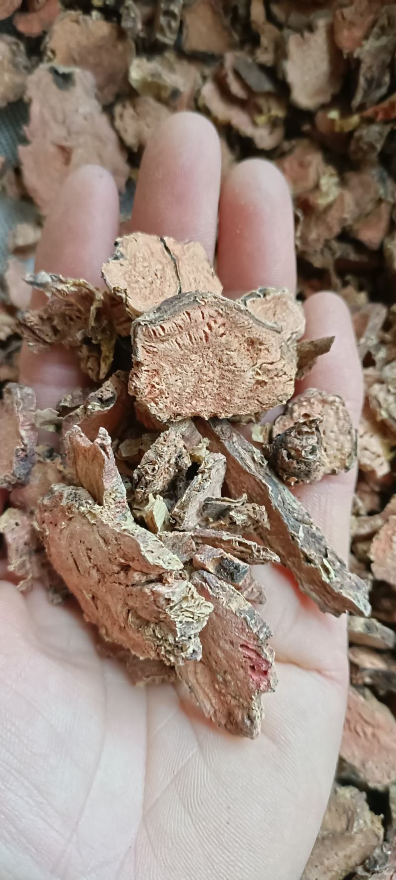 红景天，产地西藏，去皮大花切片，道地药材，大货供应