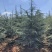 昆明品质雪松苗圃种植基地大量现货价格便宜