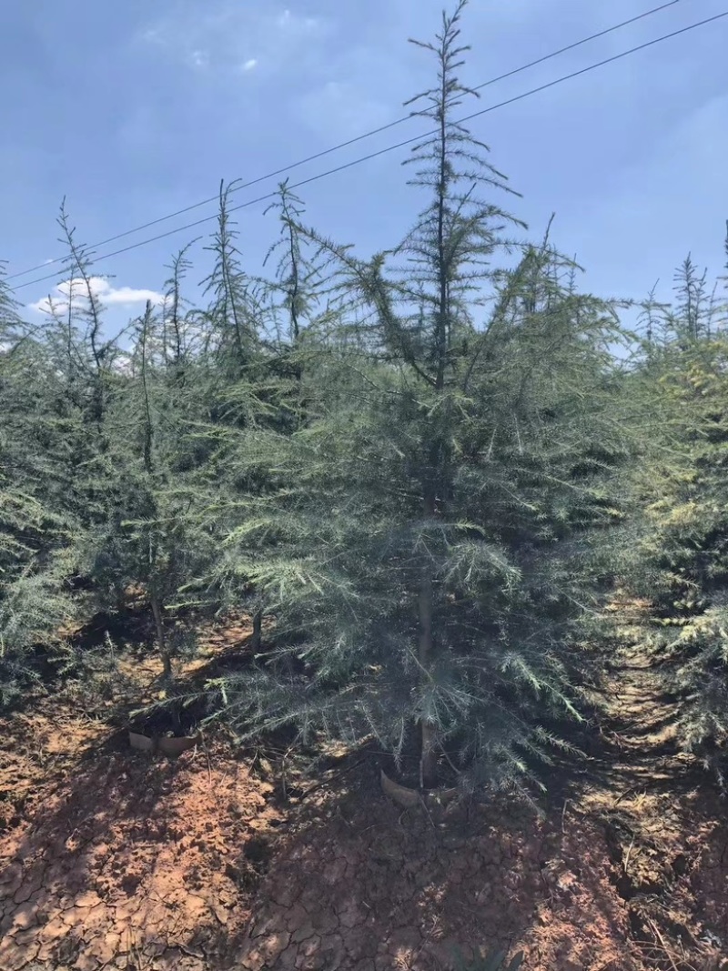 昆明品质雪松苗圃种植基地大量现货价格便宜
