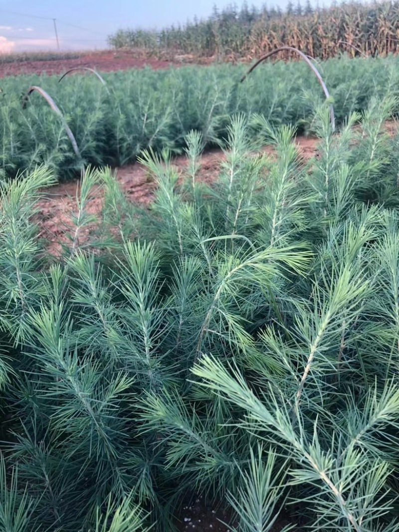 昆明品质雪松苗圃种植基地大量现货价格便宜