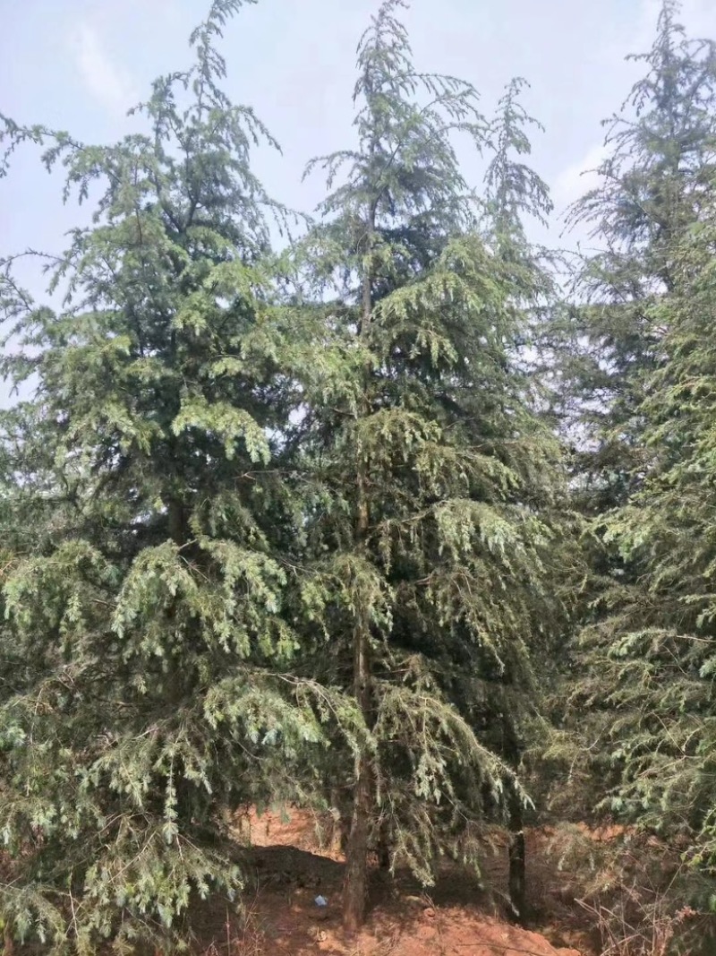 昆明品质雪松苗圃种植基地大量现货价格便宜