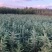 昆明品质雪松苗圃种植基地大量现货价格便宜