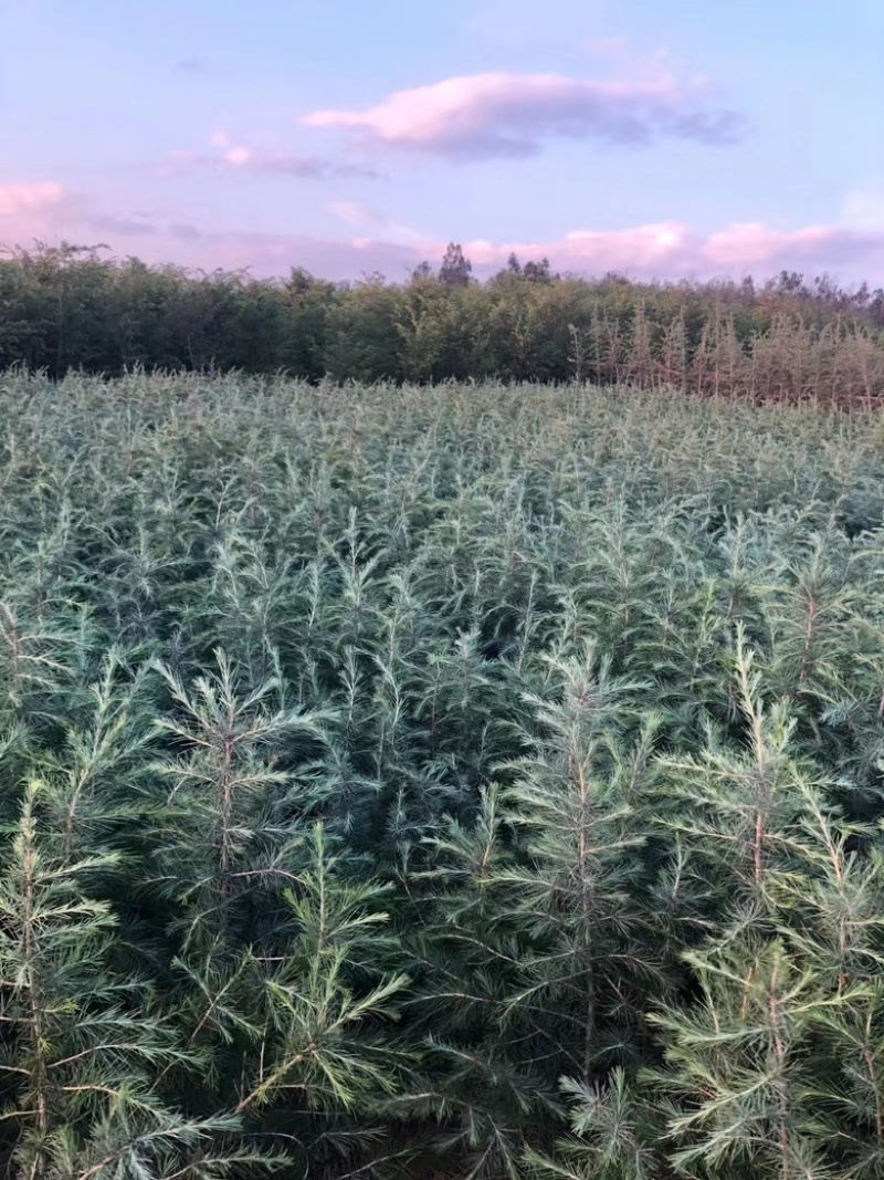 昆明品质雪松苗圃种植基地大量现货价格便宜