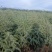 昆明品质雪松苗圃种植基地大量现货价格便宜