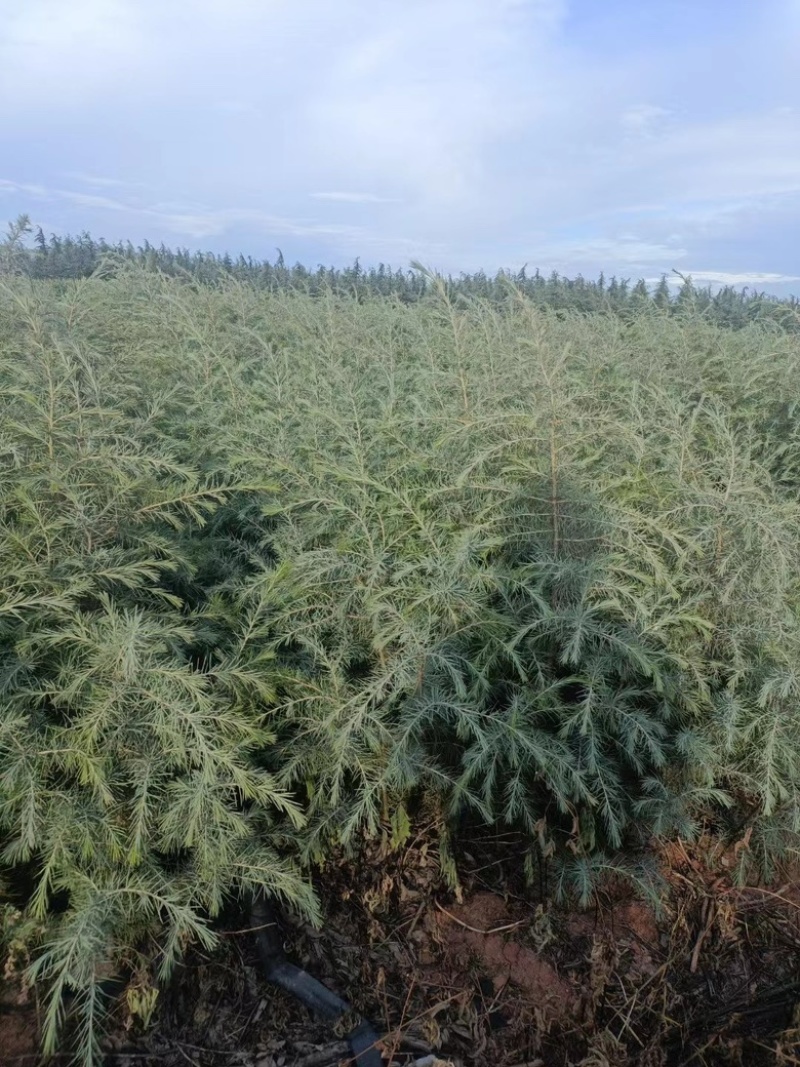 昆明品质雪松苗圃种植基地大量现货价格便宜