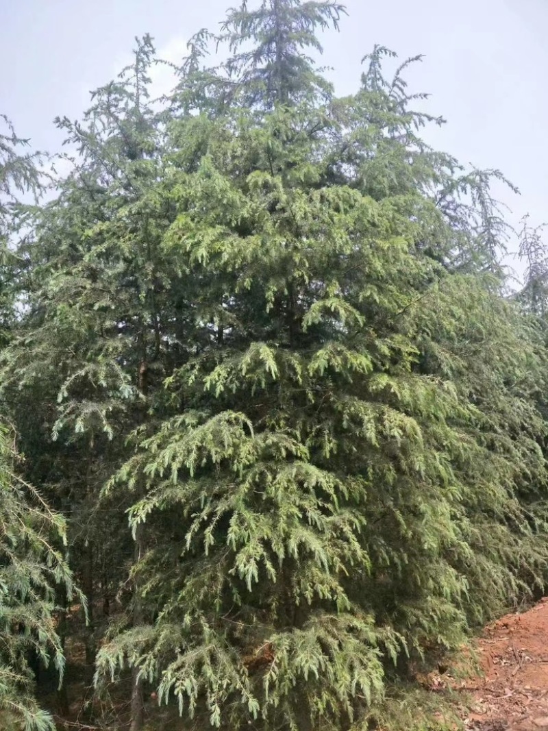 昆明品质雪松苗圃种植基地大量现货价格便宜
