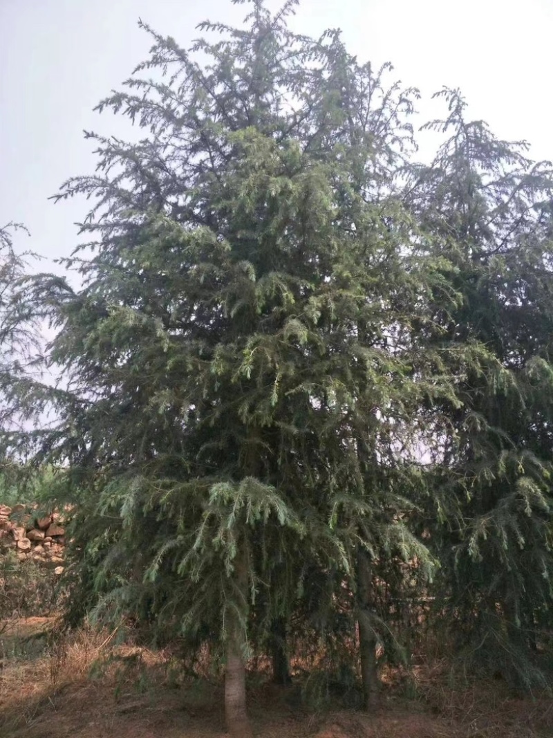 昆明品质雪松苗圃种植基地大量现货价格便宜