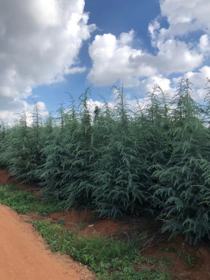 昆明品质雪松苗圃种植基地大量现货价格便宜